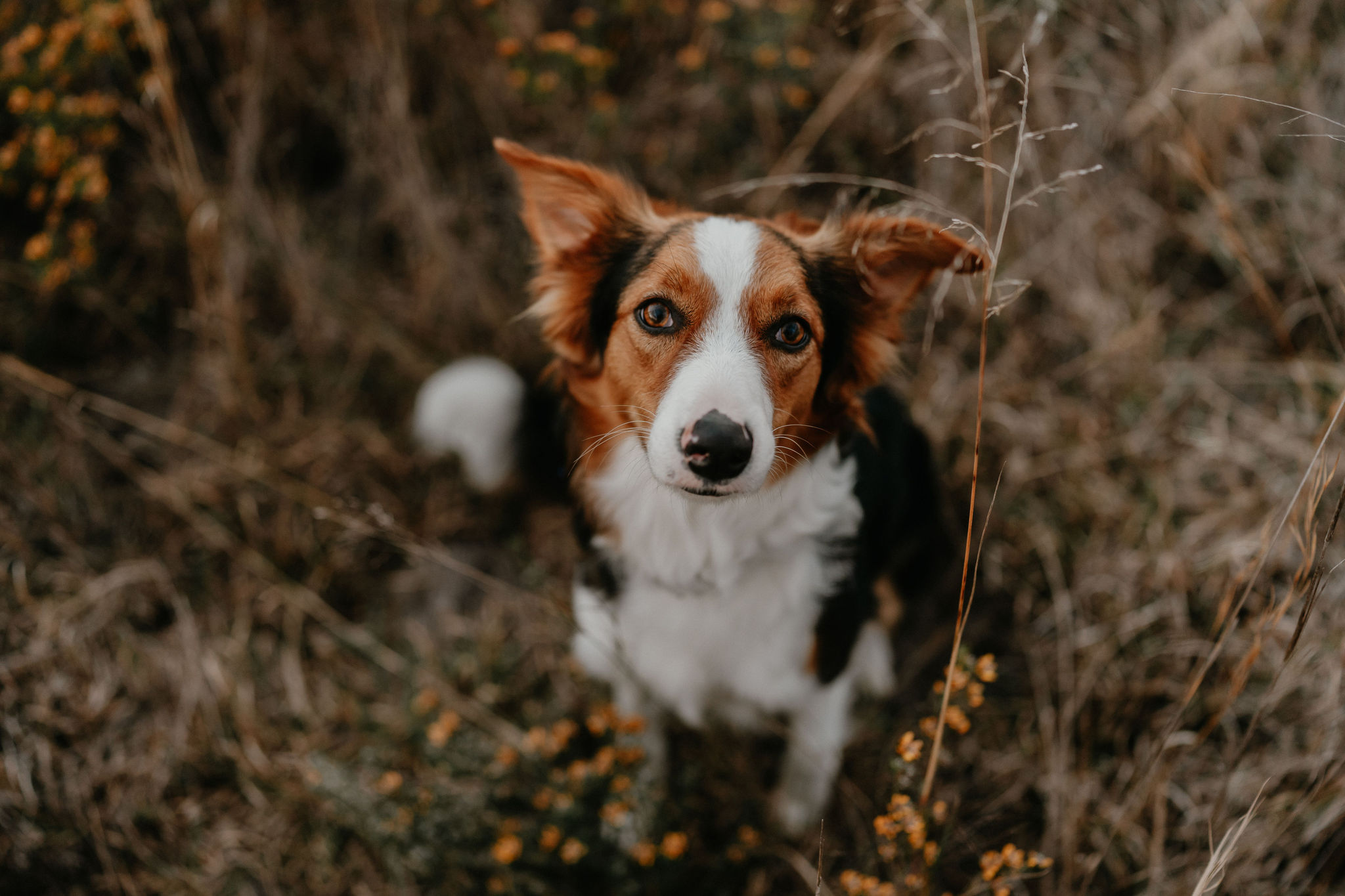Sunshine Coast Pet Photographer